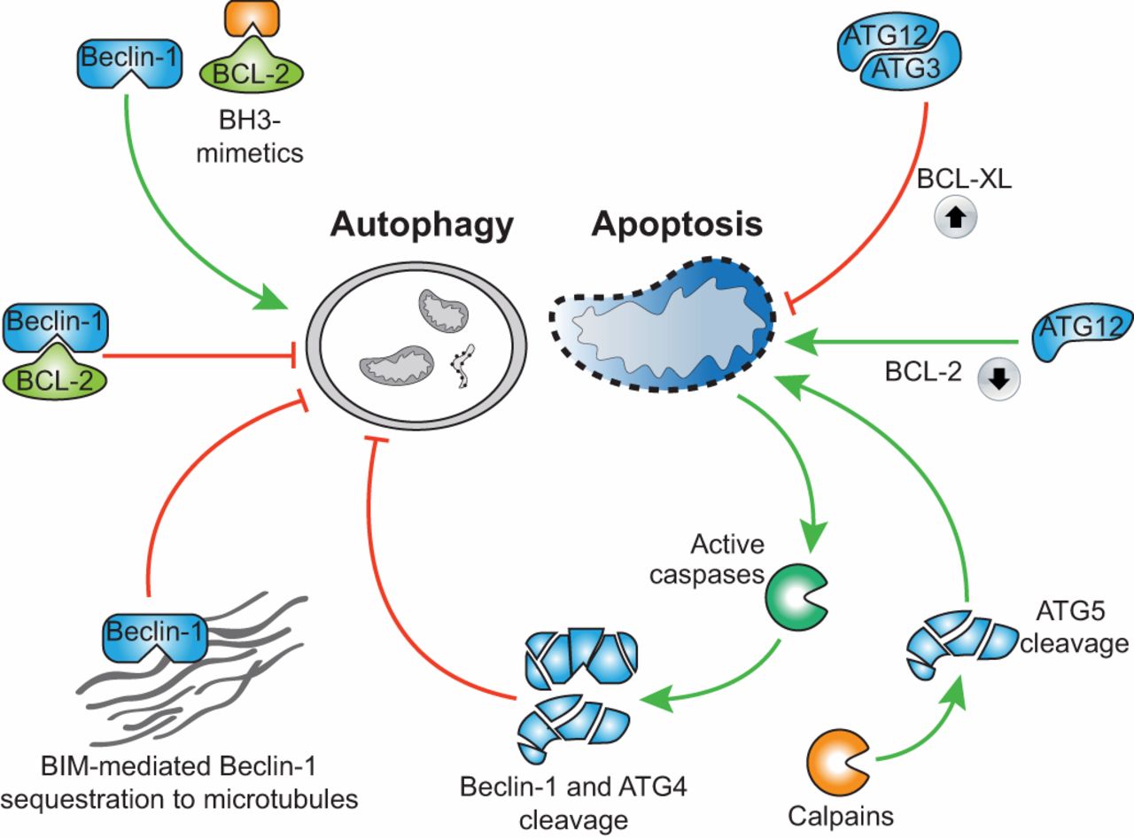 氯喹治疗冠状病毒,羟氯喹治疗新型冠状病毒