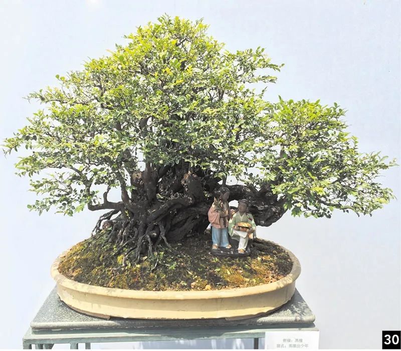 盆景修行,学习盆景技术最好的书