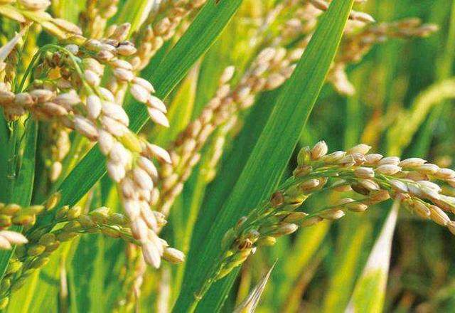 水稻白穗病原因,水稻有白穗病怎么办