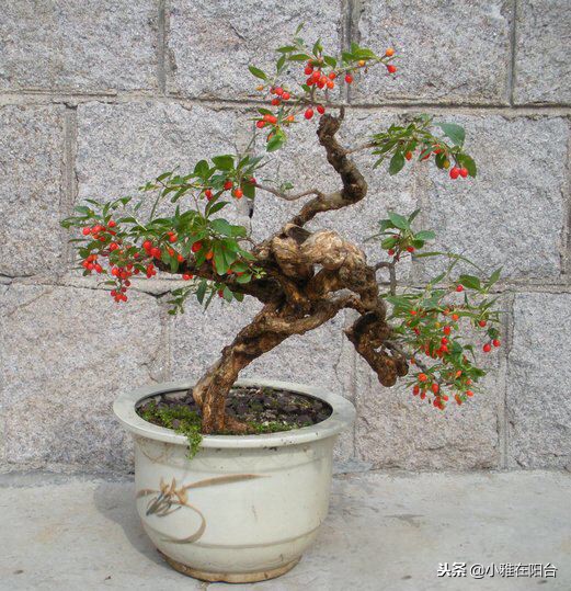 好养能结果的小盆栽,适合从种子开始养的盆栽