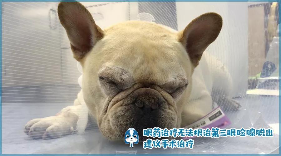 儿童眼角长个黑色的小肉球,小奶猫眼睛长肉球怎么办