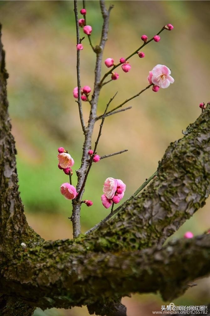 南京梅花山梅花开了吗,来南京梅花山赏梅花