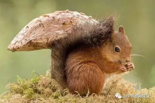 山间偶遇松鼠,巨大松鼠野生动物