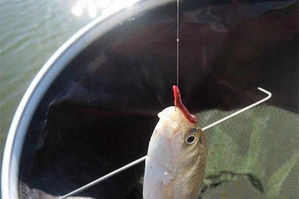 蚯蚓红虫钓鲫鱼的正确方法与技巧,蚯蚓红虫商品饵哪个钓鲫鱼好