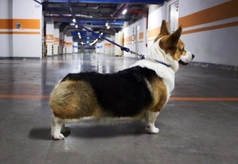 饲养柯基起码要掌握这5点,饲养柯基6大禁忌你做过几个