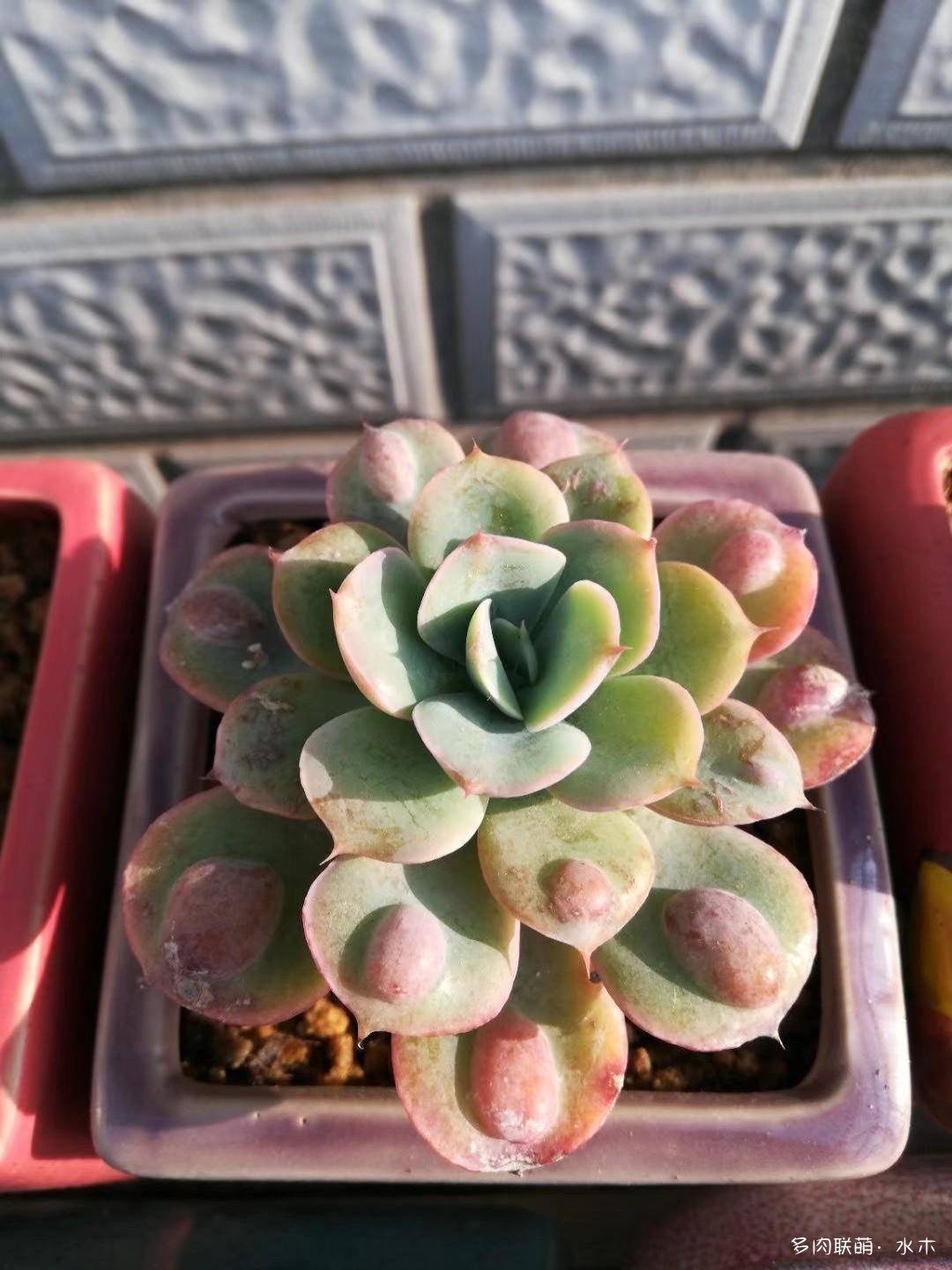 这才是多肉夏天该有的样子,多肉短期内颜值最高的时刻