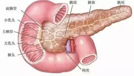 【腺体之美】荷尔蒙,你不知道的另一面