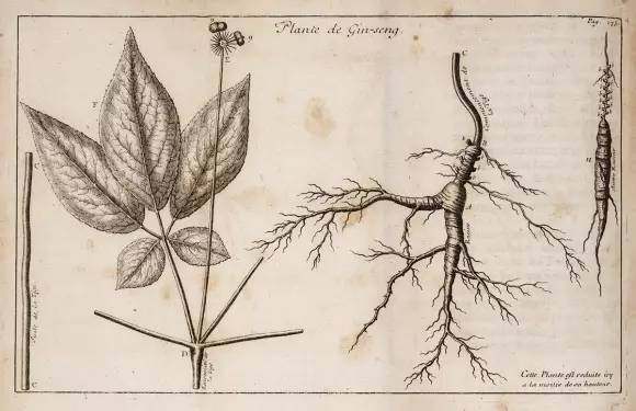 让殖民北美洲的法国和英国人发大财的药材生意——国际西洋参贸易