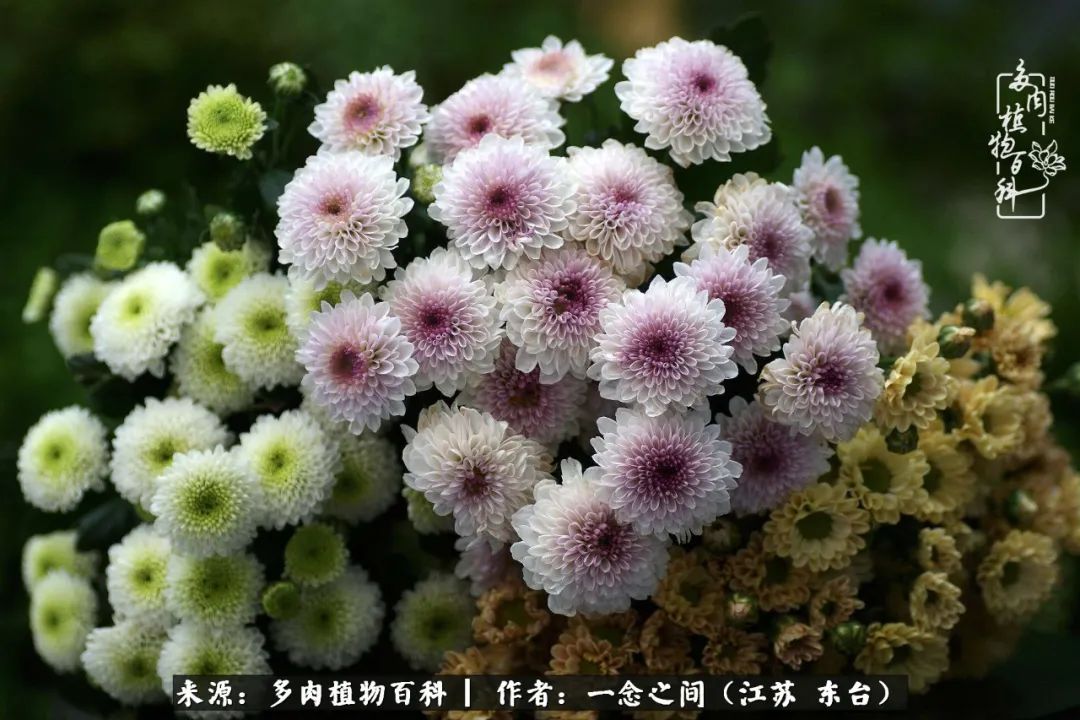 遇见花开蓝莓糖,遇见花开蔬菜沙拉酱