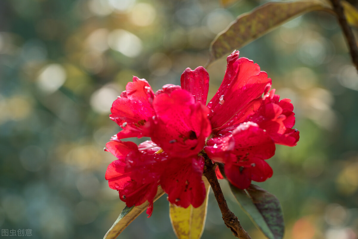 野生映山红的生长过程,栽种野生映山红的正确方法