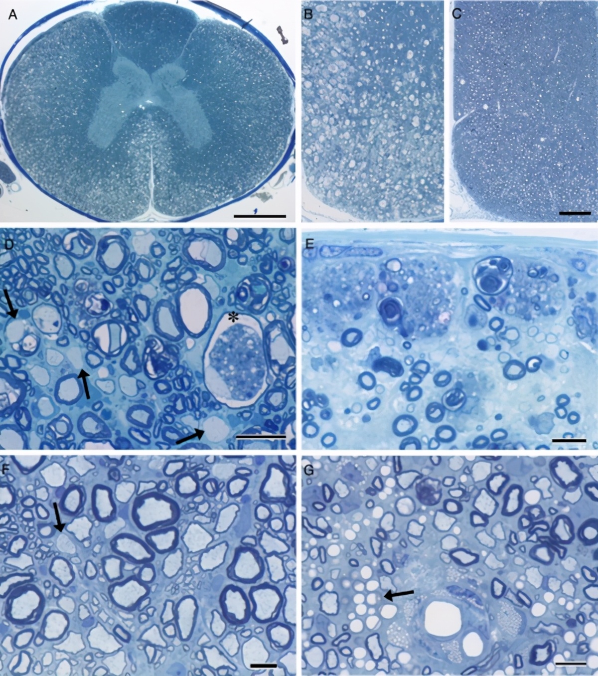 神经受损的猫,神经系统损坏能修复吗