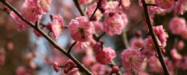 地栽梅花修剪,梅花修剪方法及技巧