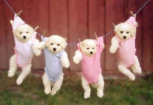 怎样才能根除狗狗皮肤病,狗狗不用驱虫药治虱子的最佳方法