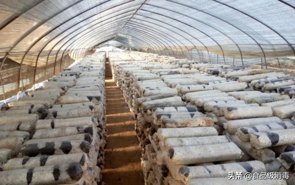 羊肚菌链孢霉的特征和治疗方法,羊肚菌种植床面有链孢霉怎么处理