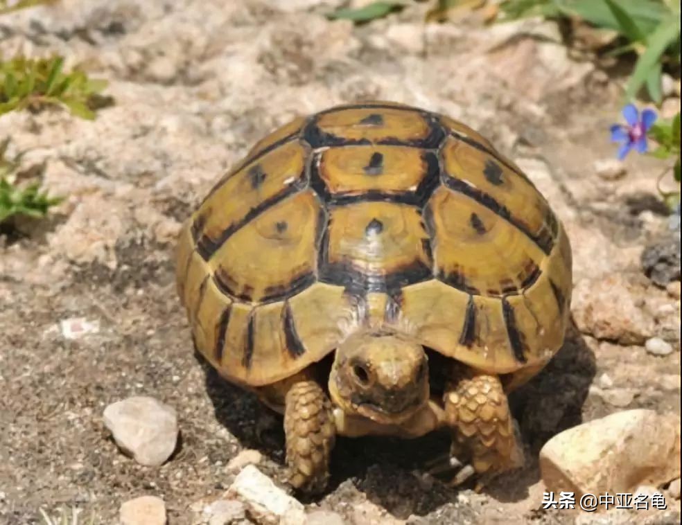 养龟推荐新手养法,养龟小知识学完后秒变养龟达人