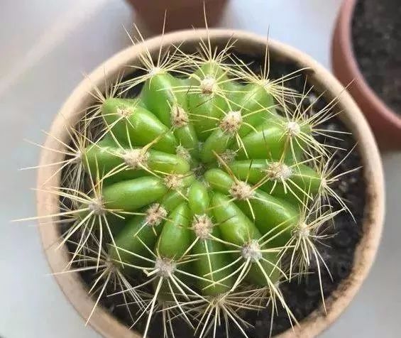 什么花浇点水就不蔫了,这8种花你不要乱浇水