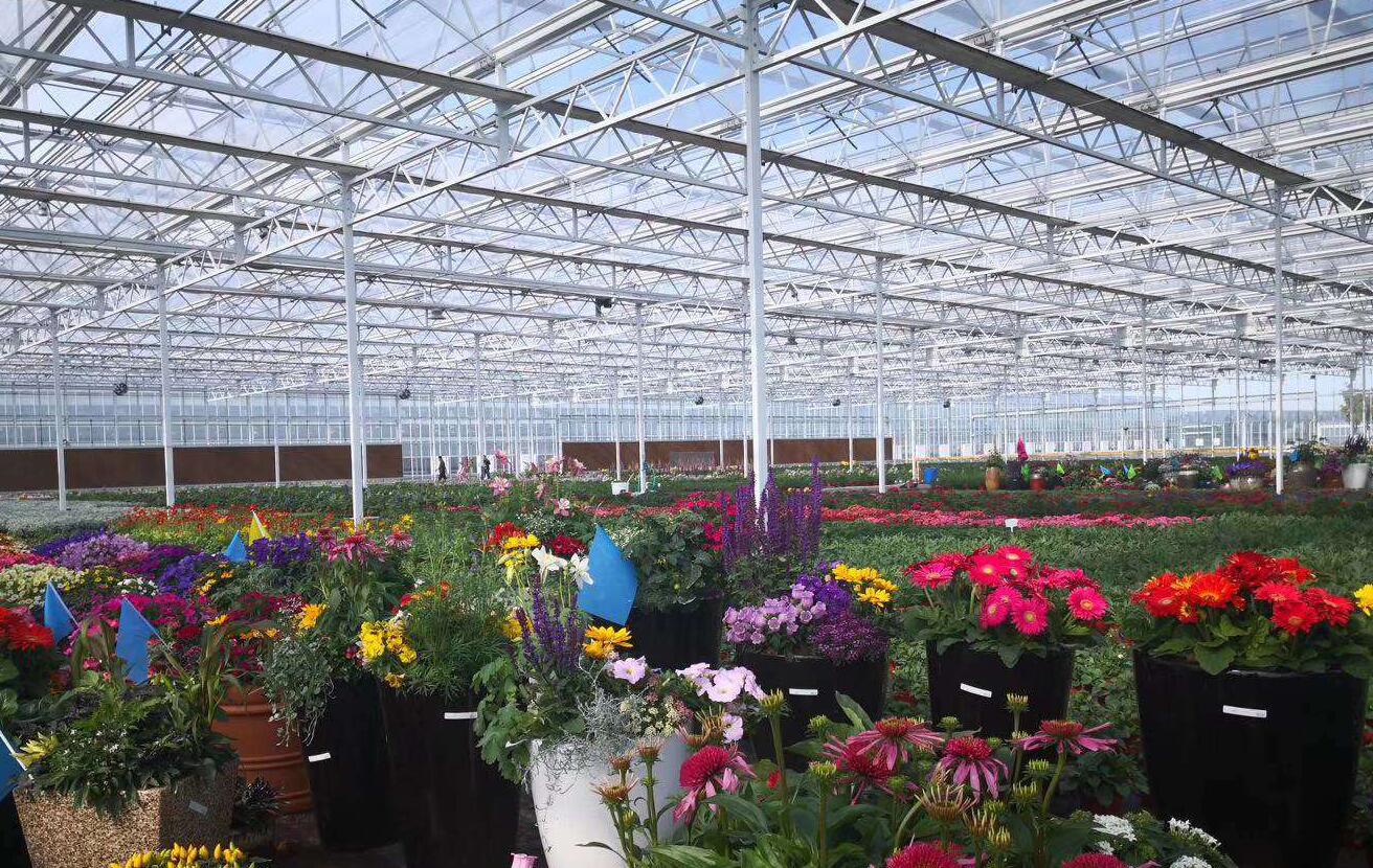 蔬菜种植日光温室时间,日光温室大棚种植什么比较好