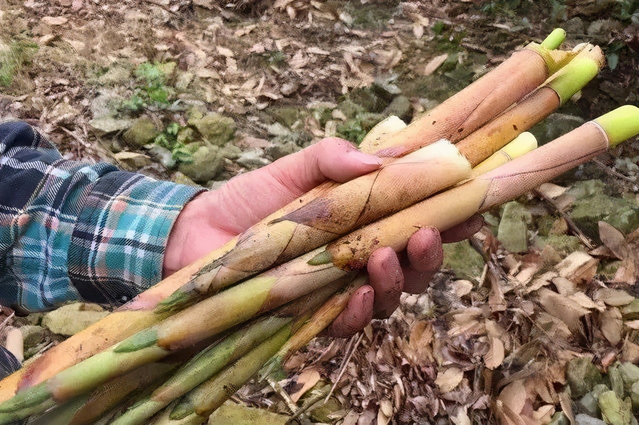 人间四月天恰逢春意浓,人间四月天暮春时节