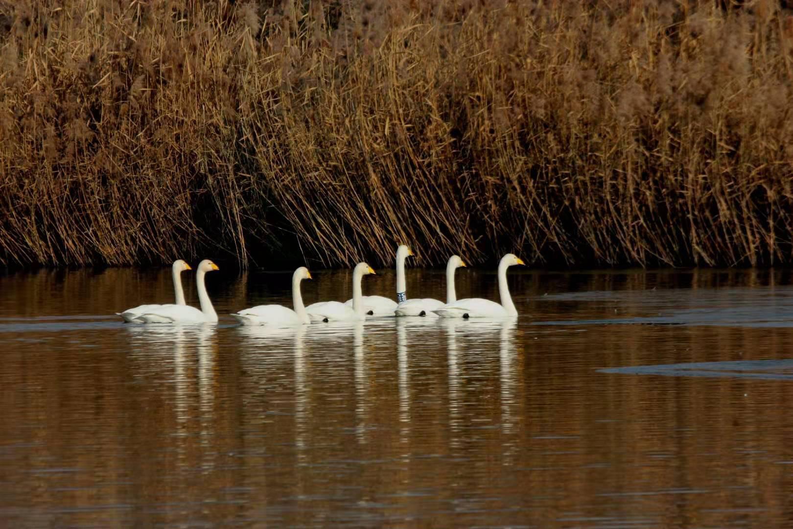 西安阎良区：石川河里天鹅翩翩舞