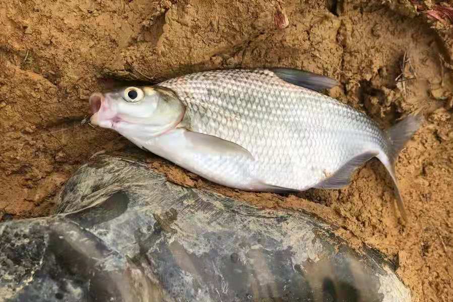 钓鳊鱼怎么有效避开白条,垂钓鳊鱼一般用什么钓