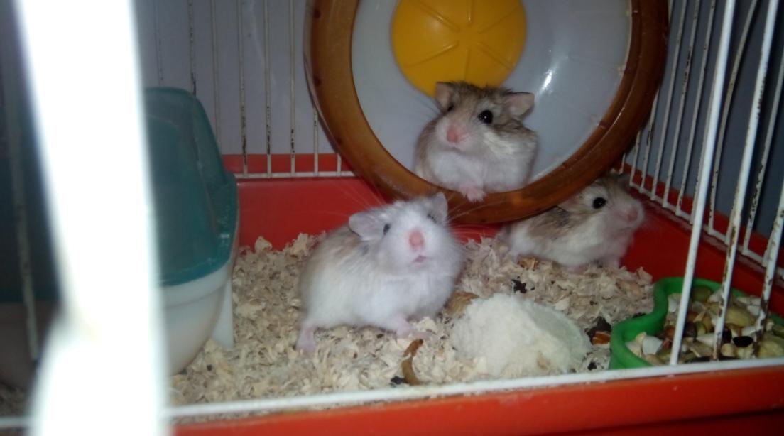 养仓鼠要记住的小知识,养仓鼠必须知道的8大常识问题