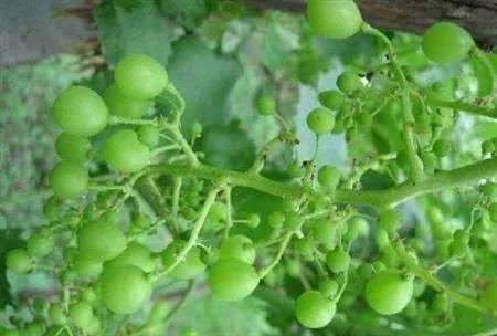 作物缺素原因及症状对照表收藏版,作物营养缺素诊断与科学施肥