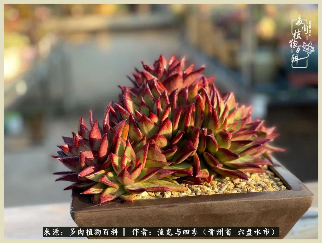 国庆假期你快乐吗？来，凉都美肉与你相伴一一小乌木的霸气东云