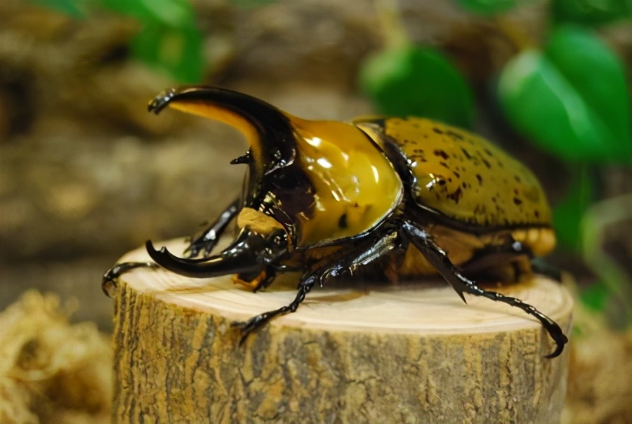 世界上最强的十种昆虫,昆虫界无毒的最厉害的十大昆虫