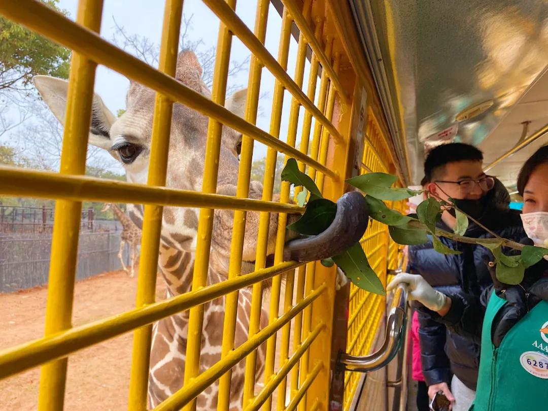 上海野生动物园旅游攻略路线推荐,上海野生动物园旅游攻略50字