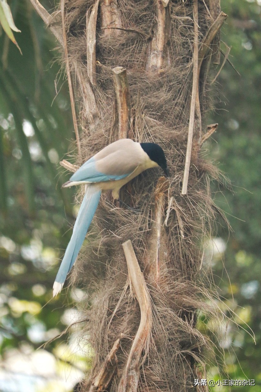 国际爱鸟日天桥岭,国际爱鸟日