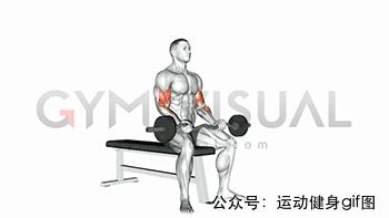 100张肌肉分解图,手臂肌肉的爆发力怎么练