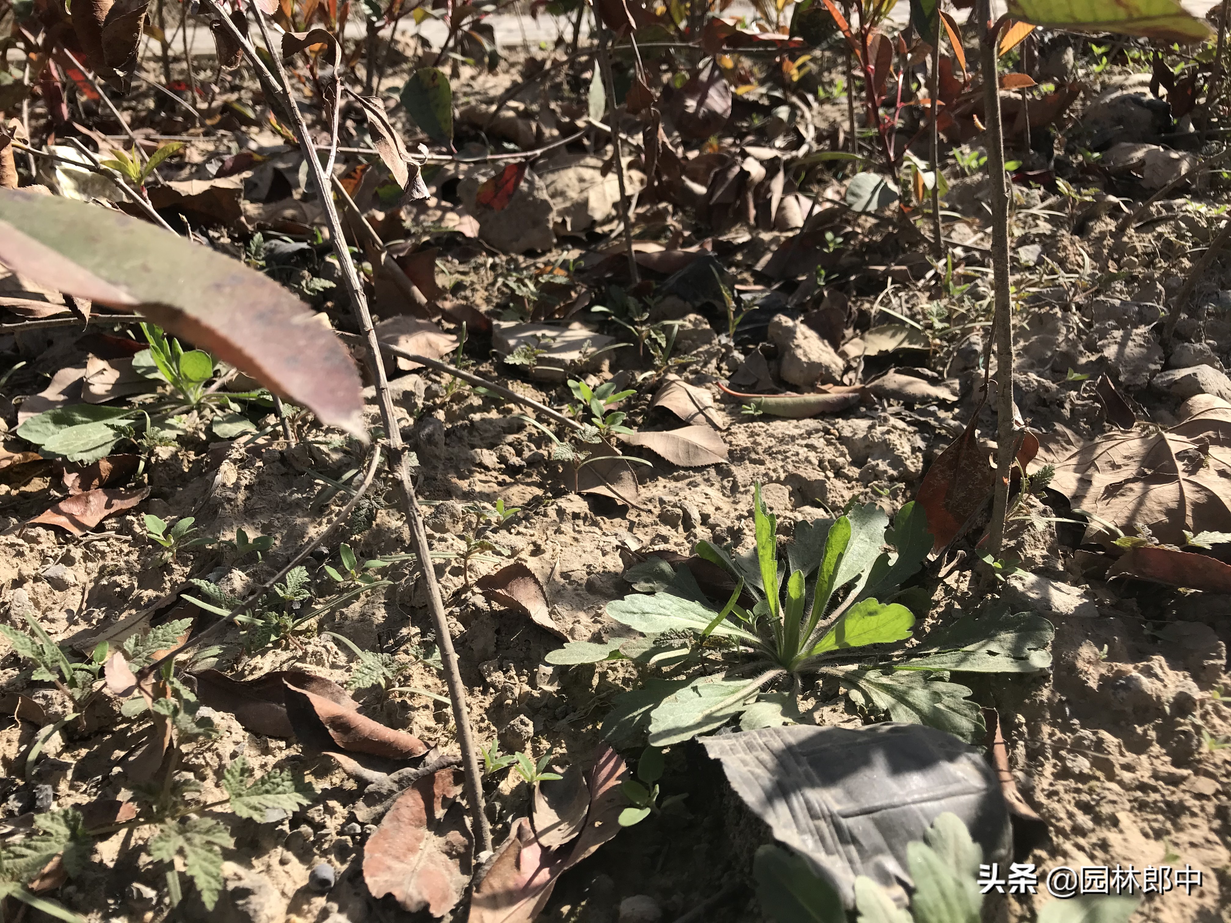 打绿篱的除草药,清除杂草什么除草剂比较有效呢