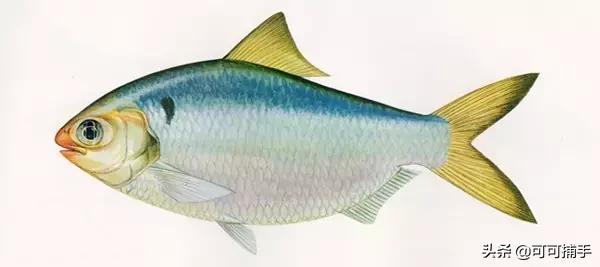 你不知道的海洋里面有什么,十种你没见过的海洋生物