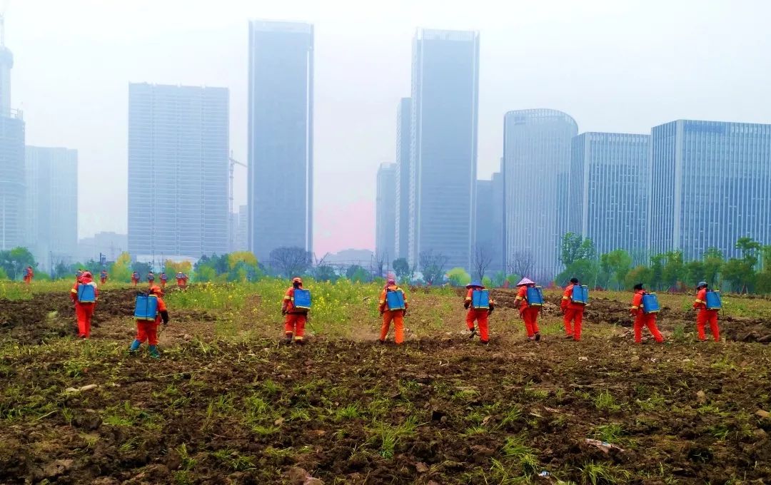 太美的花海,余杭千里花海
