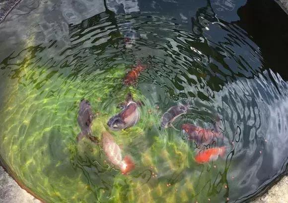 瓷盆古法养金鱼技术,古法养鱼正确做法