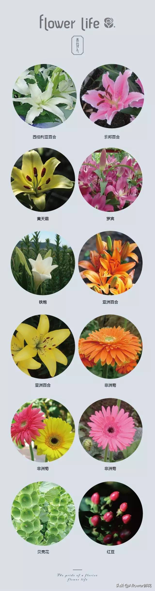 100种花店常用鲜花,花店鲜花种类大全