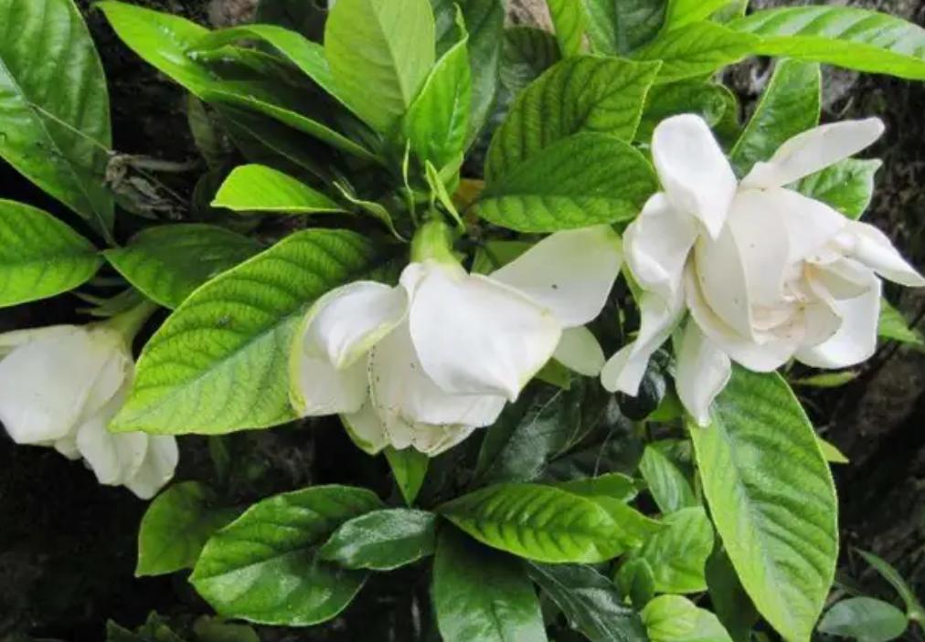 栀子花黄叶的原因及治疗方法,栀子花黄叶的原因及处理小妙招