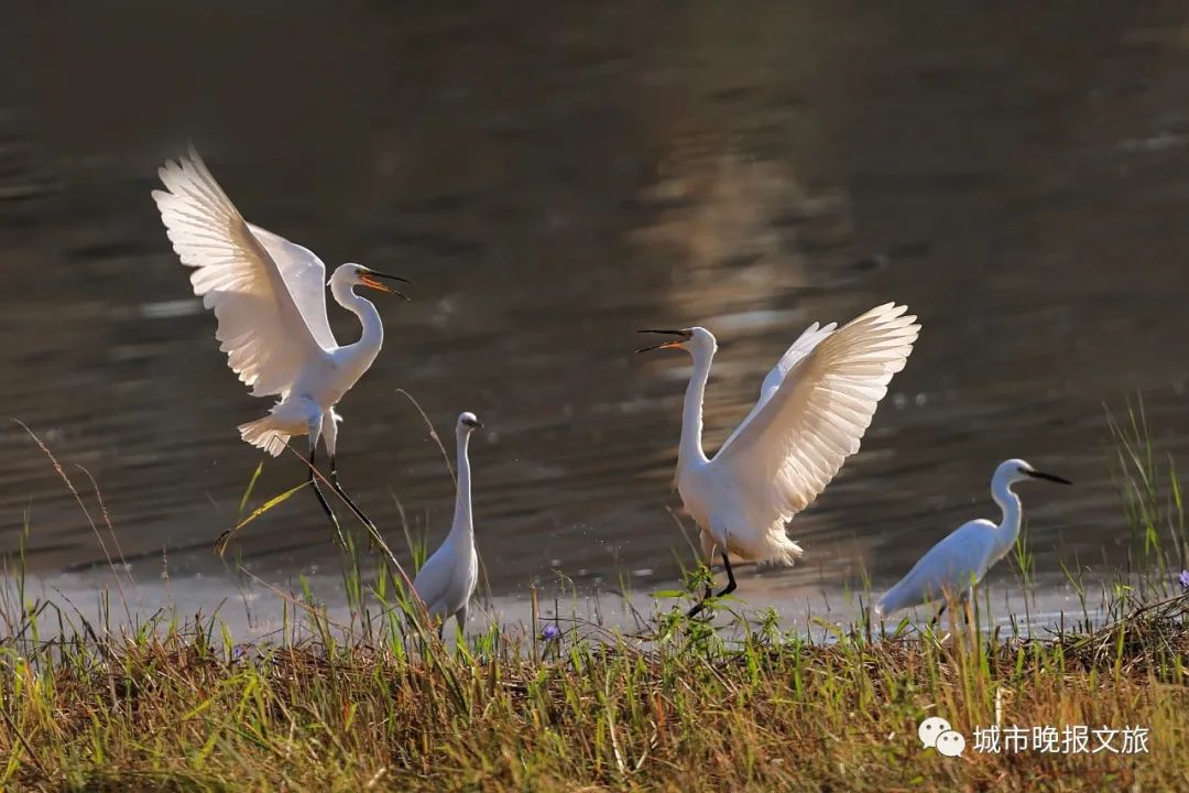 城晚拍拍丨落日余晖