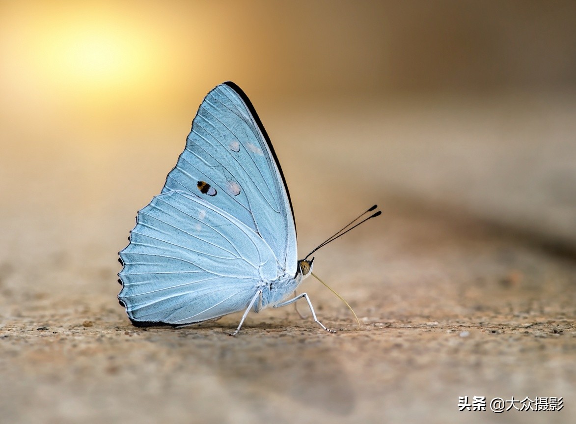 他7年专注拍蝴蝶,获“蝶痴”、“蝶仙”雅号