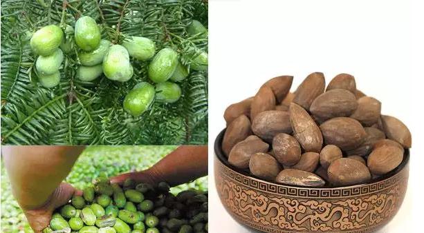 香榧果的营养价值表现,香榧坚果有什么营养价值