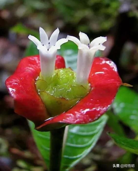 十种稀有长寿花,80个长寿花品种全都美极了