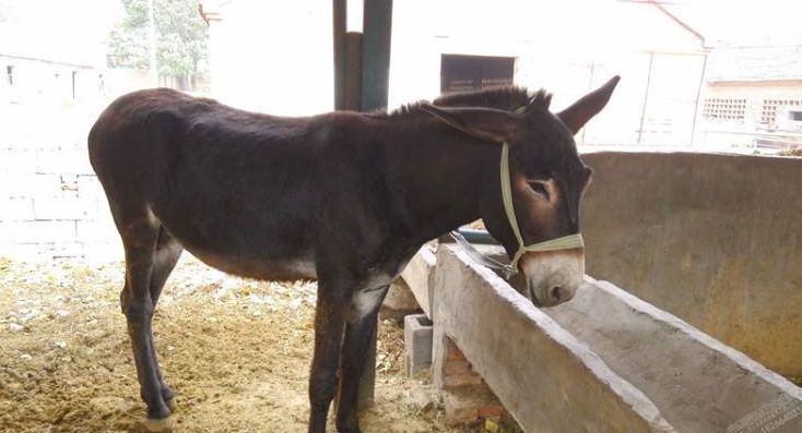 现在养驴利润有多大,养驴挣钱为什么养的人少