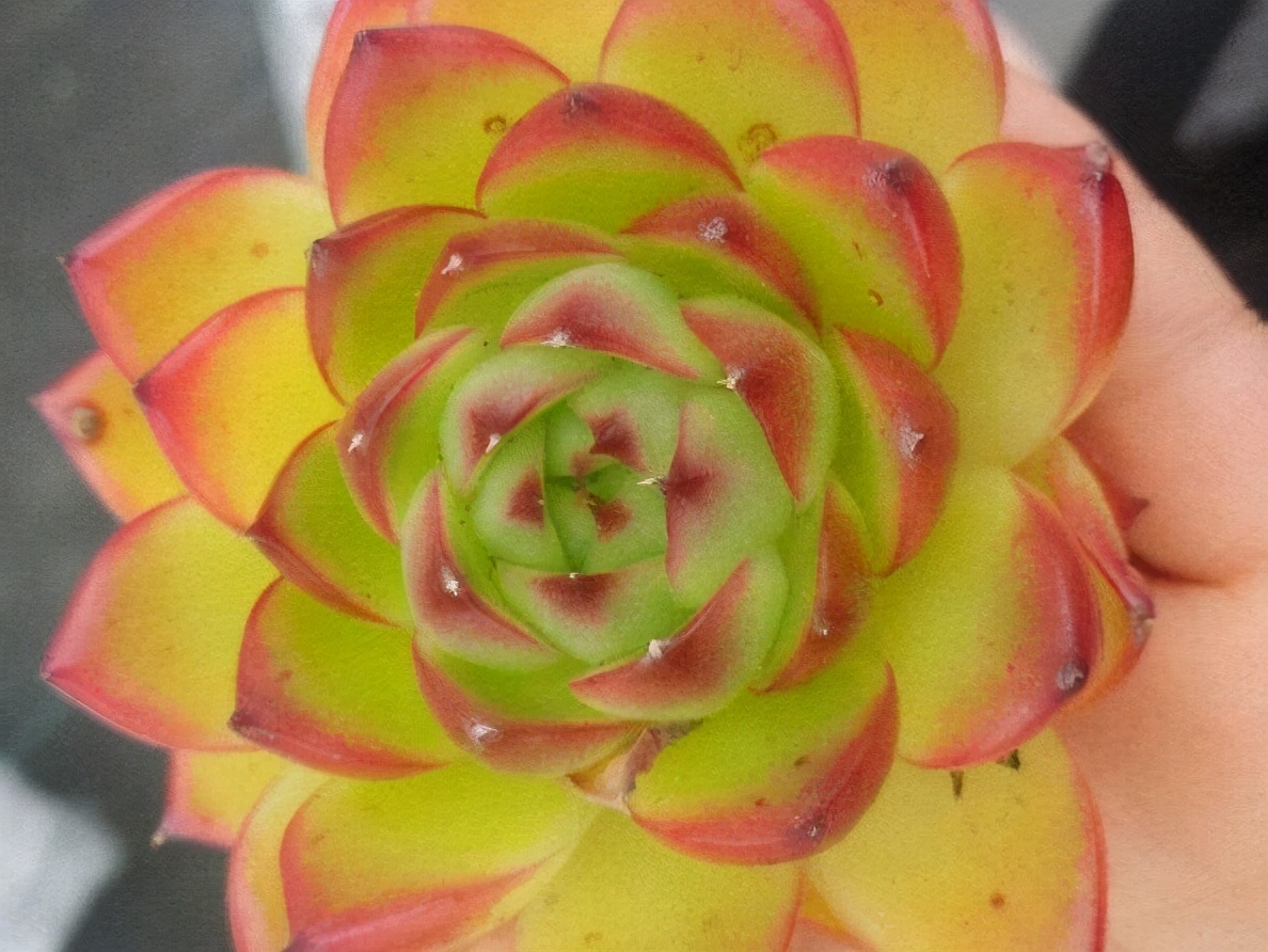 好看又难养的多肉,漂亮的多肉都难养是个误区