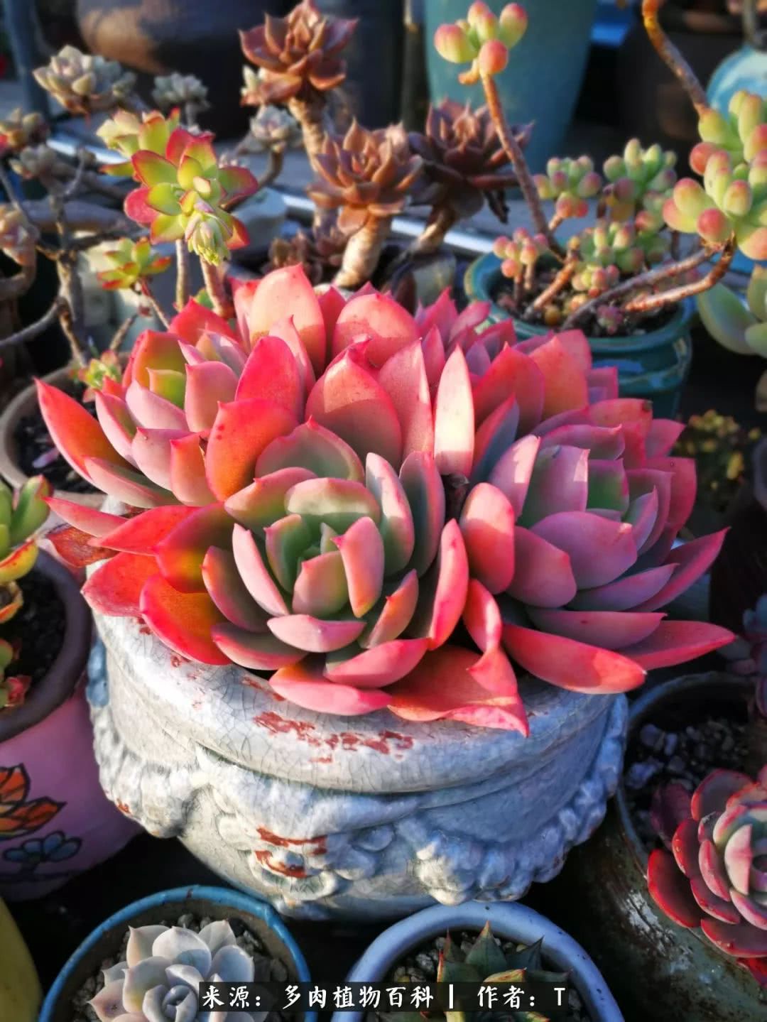 多肉还可以这样玩(上):八年养肉路剪影!