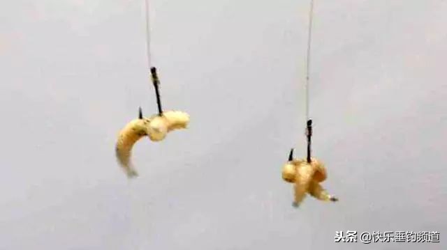 冬季蛆饵钓鱼怎么样,蛆饵钓鱼