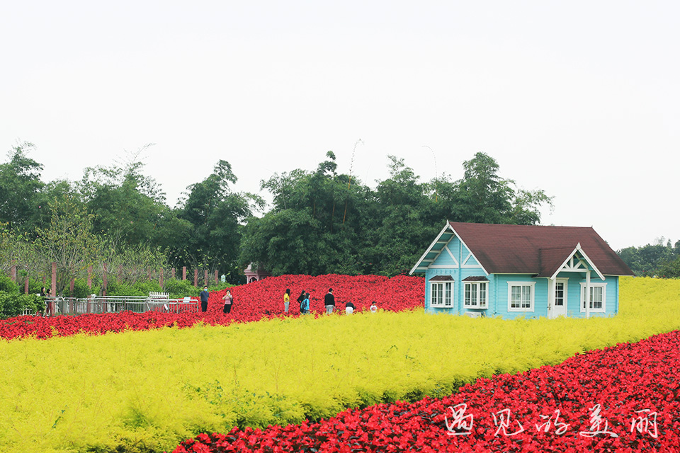 百万葵园有多坑,百万葵园免门票