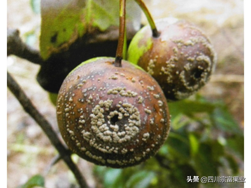 梨子裂果的防治方法,怎样防治梨子快成熟时腐烂病