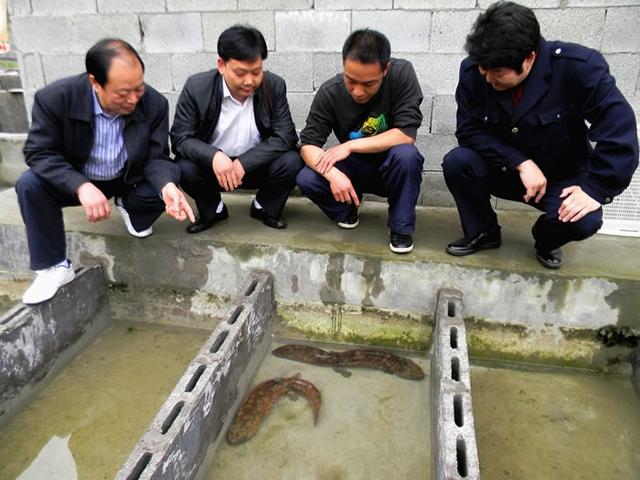 养殖娃娃鱼属于什么品种,娃娃鱼养殖描述