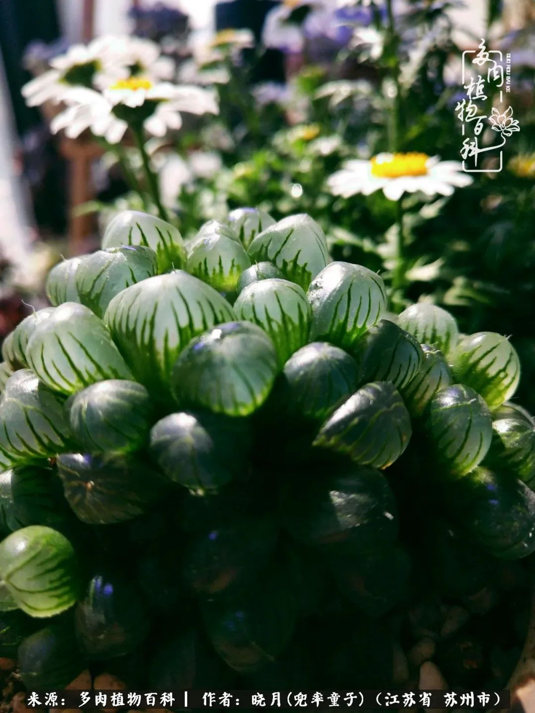 六年时间环游22个国家,却被多肉小萌物征服