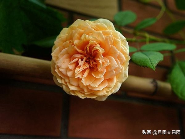 月季中的贵族名字,月季的高贵品质